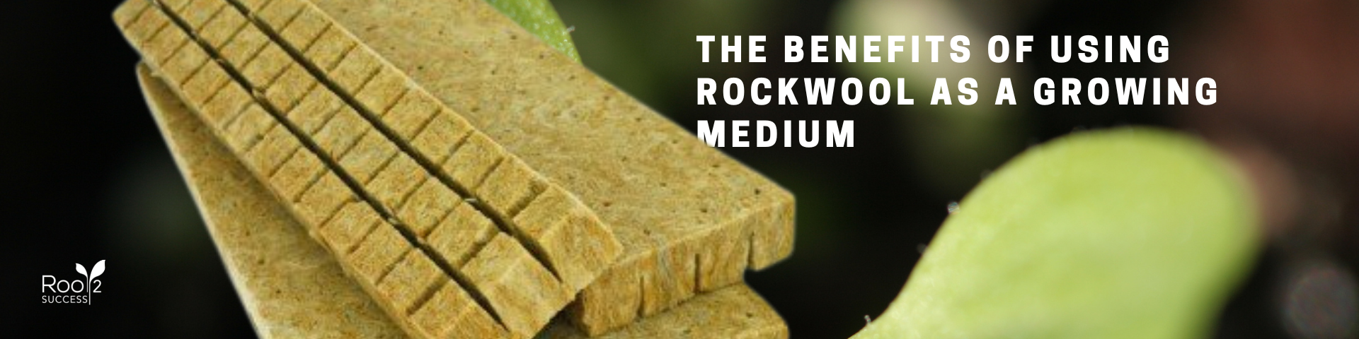 Benefits of rockwool as a growing medium